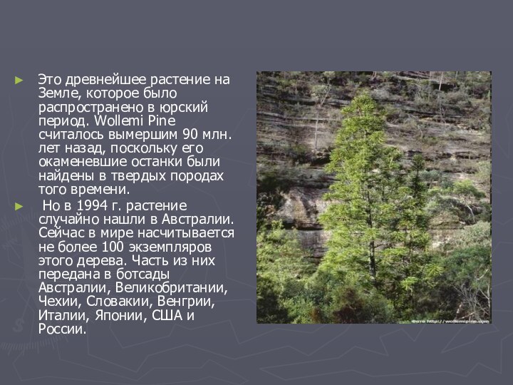 Это древнейшее растение на Земле, которое было распространено в юрский период. Wollemi