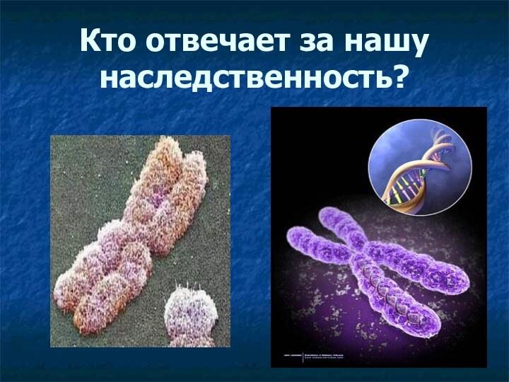 Кто отвечает за нашу наследственность?