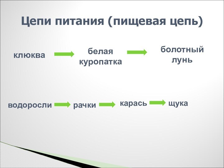 Цепи питания (пищевая цепь)клюквабелая куропаткаболотный луньводорослирачкикарасьщука