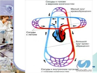 нервная система