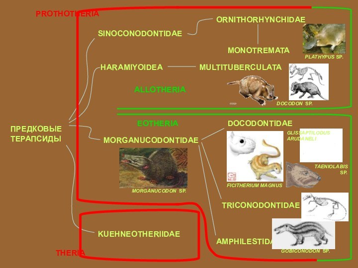 ПРЕДКОВЫЕТЕРАПСИДЫSINOCONODONTIDAEHARAMIYOIDEAMORGANUCODONTIDAEKUEHNEOTHERIIDAEORNITHORHYNCHIDAEMULTITUBERCULATAMONOTREMATAALLOTHERIAEOTHERIAPROTHOTHERIATHERIADOCODONTIDAETRICONODONTIDAEAMPHILESTIDAEGOBICONODON SP.DOCODON SP.MORGANUCODON SP.FICITHERIUM MAGNUSGLISSAPTILODUS ARUDANELITAENIOLABIS SP.PLATHYPUS SP.