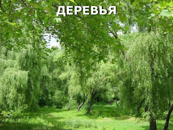 ДЕРЕВЬЯ