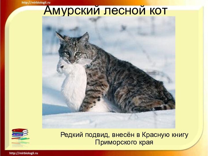 Амурский лесной котРедкий подвид, внесён в Красную книгу Приморского края