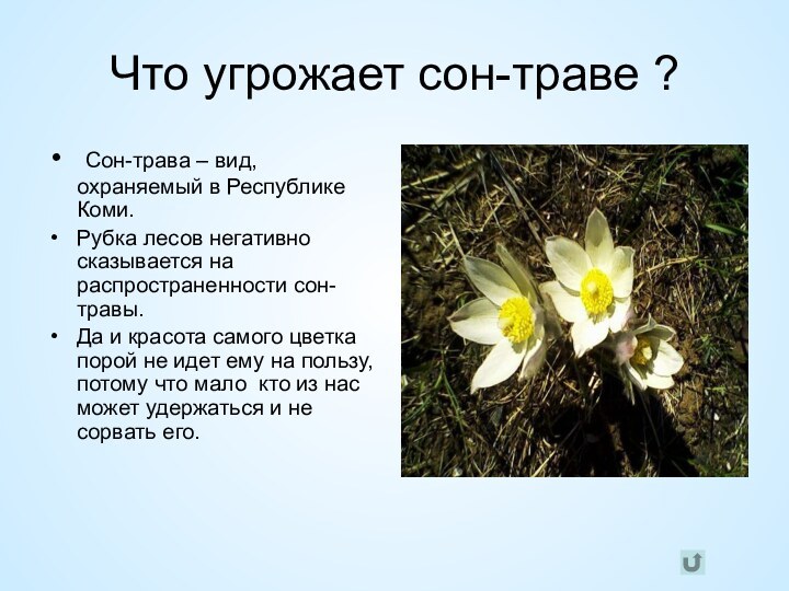 Что угрожает сон-траве ? Сон-трава – вид, охраняемый в Республике Коми.Рубка лесов