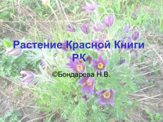 Растение Красной Книги РК