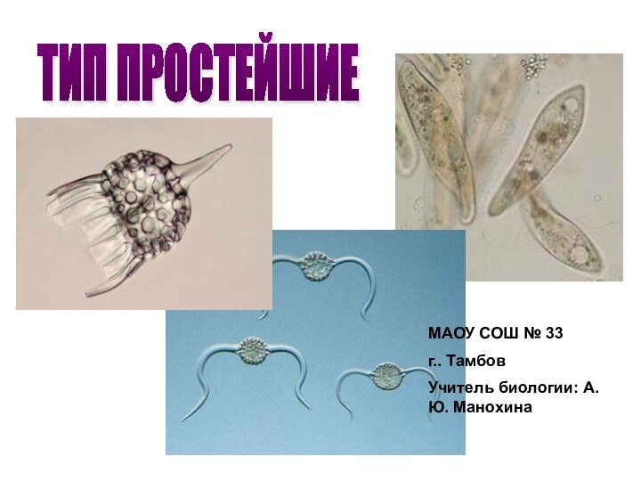 ТИП ПРОСТЕЙШИЕМАОУ СОШ № 33г.. ТамбовУчитель биологии: А.Ю. Манохина
