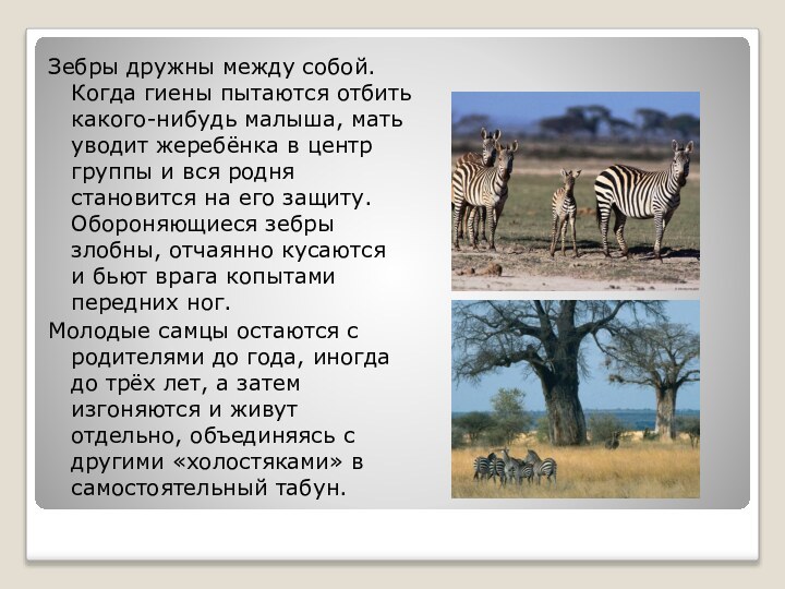 Зебры дружны между собой. Когда гиены пытаются отбить какого-нибудь малыша, мать уводит