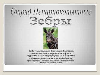 Отряд Непарнокопытные. Зебры