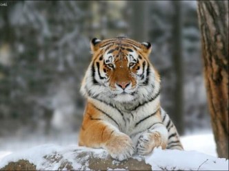 AMUR TIGER