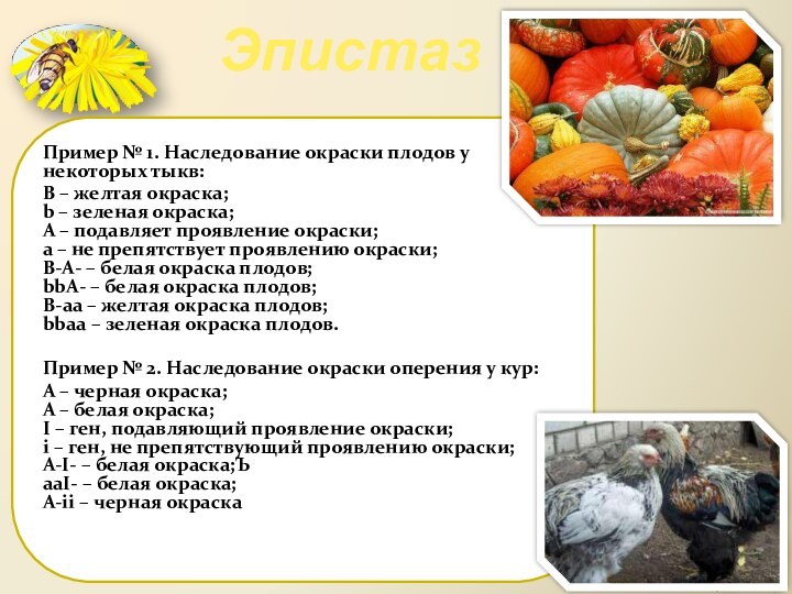 ЭпистазПример № 1. Наследование окраски плодов у некоторых тыкв:В – желтая окраска;