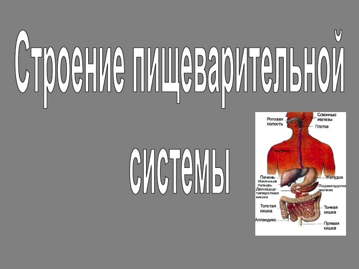 Строение пищеварительнойсистемы