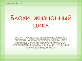 Жизненный цикл блохи