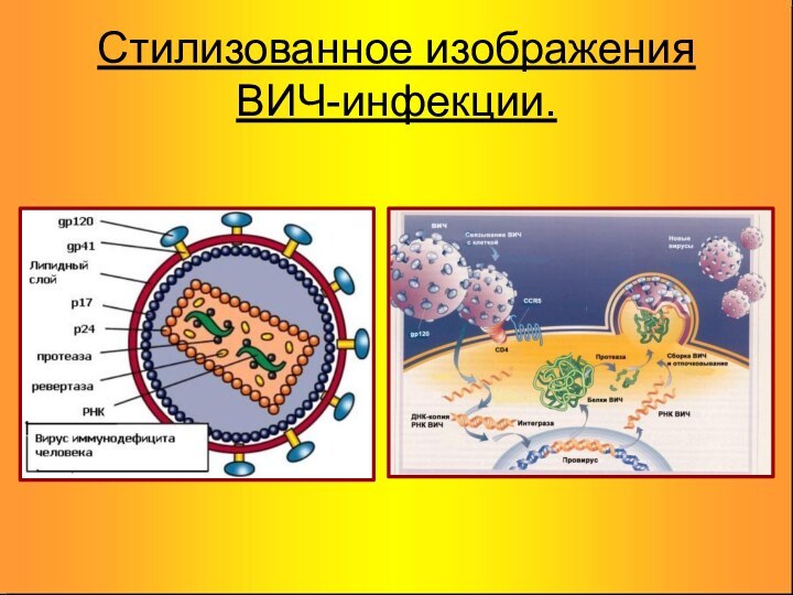 Стилизованное изображения ВИЧ-инфекции.