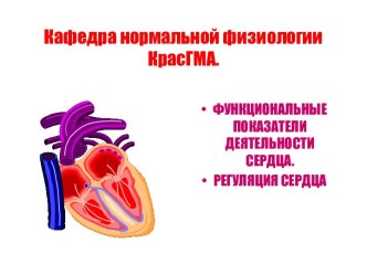 ФУНКЦИОНАЛЬНЫЕ ПОКАЗАТЕЛИ ДЕЯТЕЛЬНОСТИ СЕРДЦА.РЕГУЛЯЦИЯ СЕРДЦА