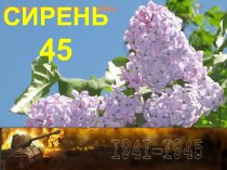 Сирень 45