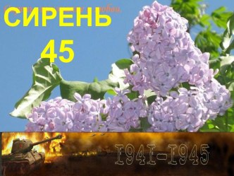 Сирень 45