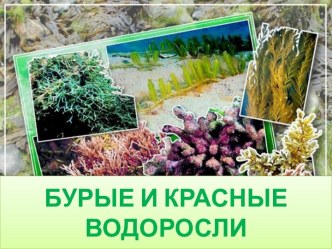 Бурые и красные водоросли