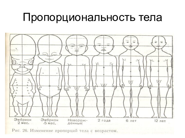 Пропорциональность тела