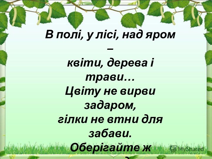 В полі, у лісі, над яром – квіти, дерева і трави…Цвіту не