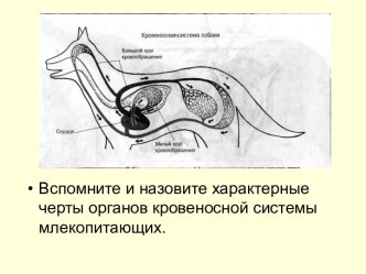 Органы кровообращения