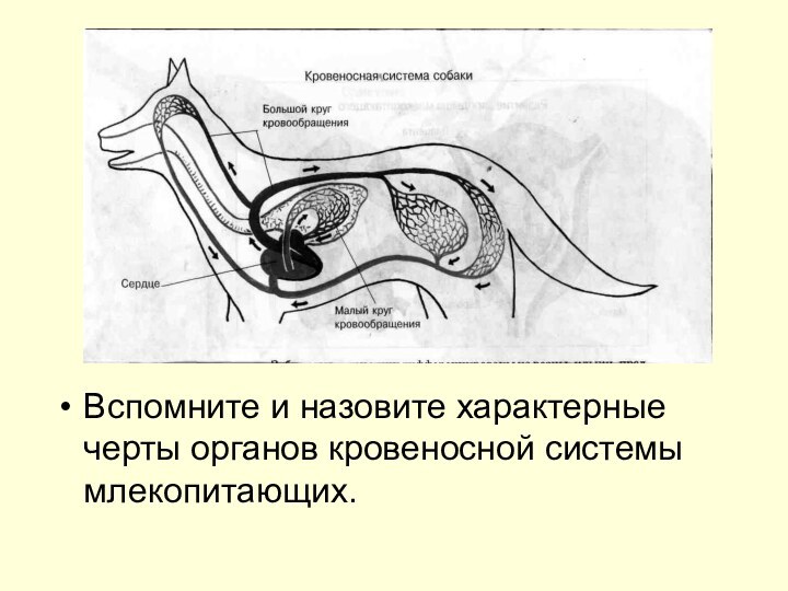 Вспомните и назовите характерные черты органов кровеносной системы млекопитающих.