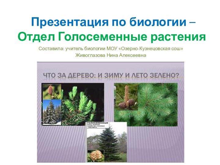 Презентация по биологии –  Отдел Голосеменные растенияСоставила: учитель биологии МОУ