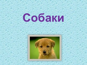 собаки