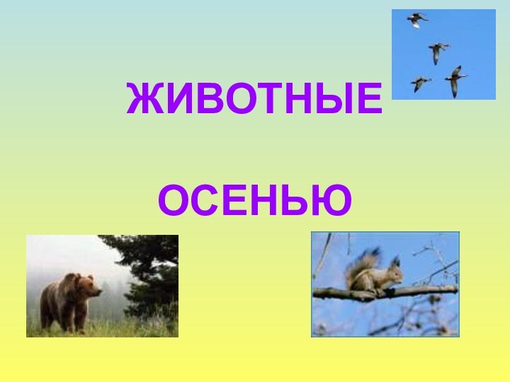 ЖИВОТНЫЕ   ОСЕНЬЮ