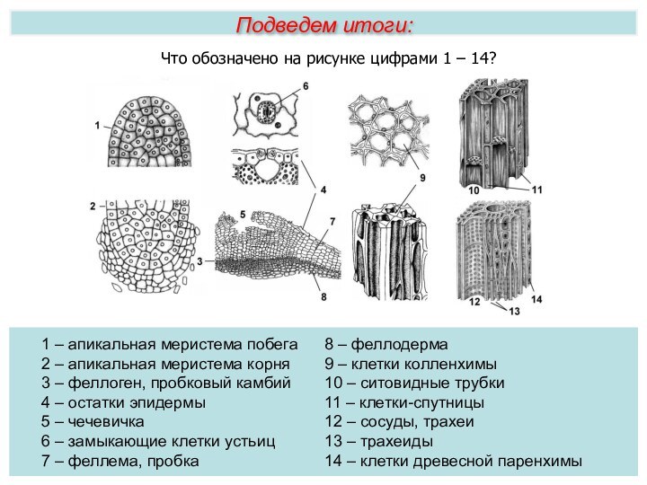 Что обозначено на рисунке цифрами 1 – 14?Подведем итоги:1 – апикальная меристема