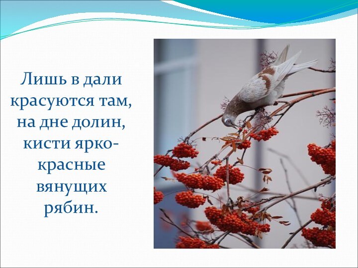 Лишь в дали красуются там, на дне долин, кисти ярко-красные вянущих рябин.