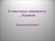 О некоторых деревьях в Израиле