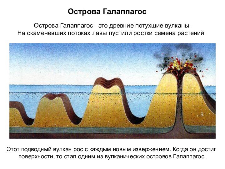 Острова Галаппагос Острова Галаппагос - это древние потухшие вулканы.На окаменевших потоках лавы