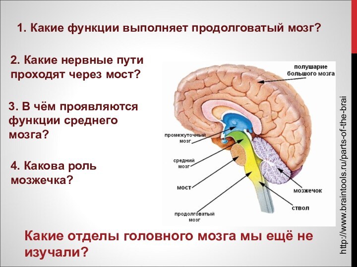 http://www.braintools.ru/parts-of-the-brainКакие отделы головного мозга мы ещё не изучали?1. Какие функции выполняет продолговатый