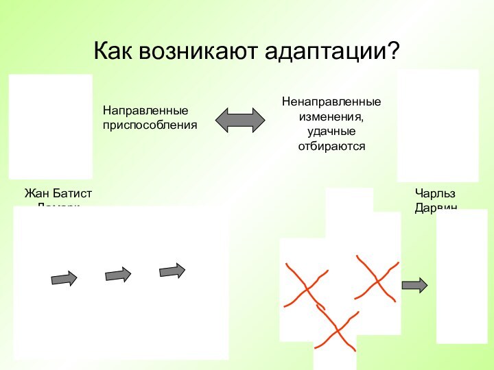 Как возникают адаптации?Жан БатистЛамаркЧарльз ДарвинНаправленныеприспособленияНенаправленныеизменения, удачные отбираются