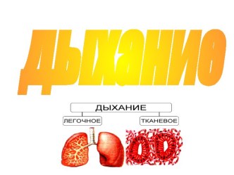 Дыхание