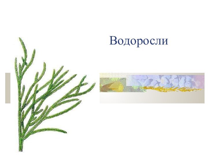 Водоросли