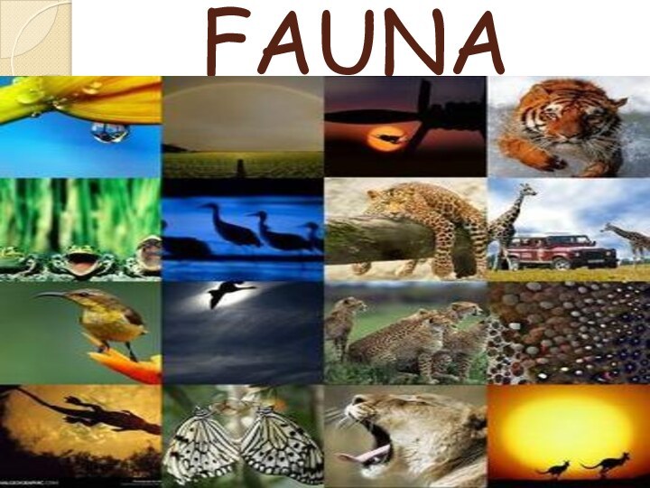 FAUNA