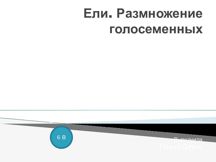 Ели. Размножение голосеменныхВыполнилаГунько Дарья6 В