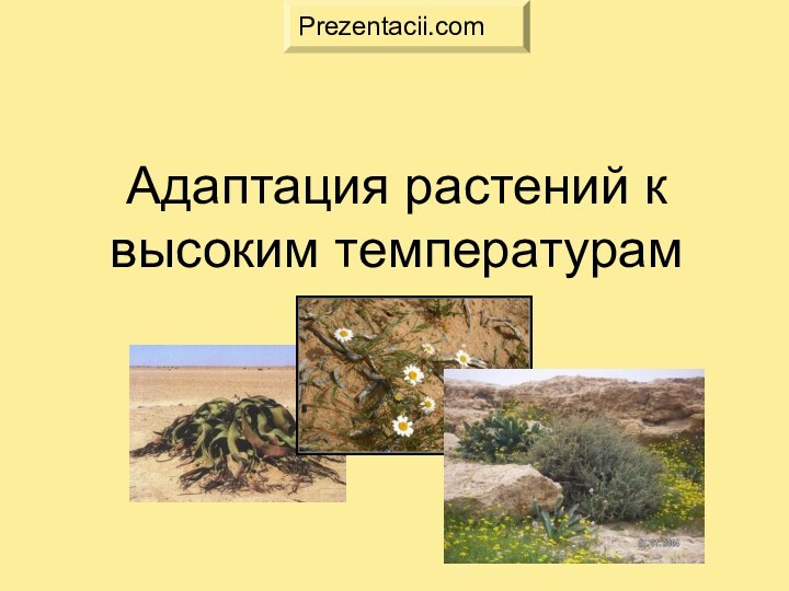 Адаптация растений к высоким температурам.Prezentacii.com