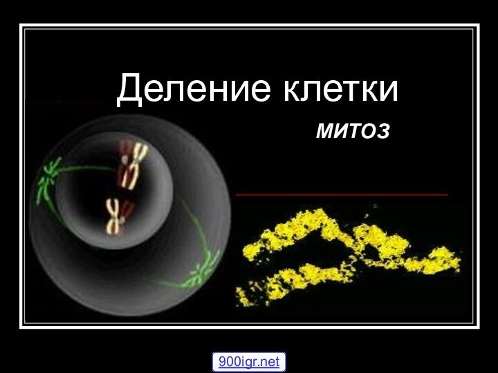 Деление клетки МИТОЗ