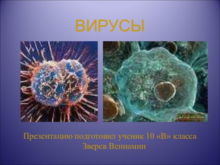 ВИРУСЫПрезентацию подготовил ученик 10 «В» класса Зверев Вениамин