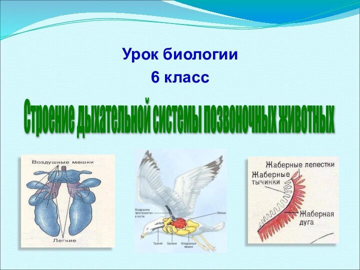 Урок биологии 6 классСтроение дыхательной системы позвоночных животных