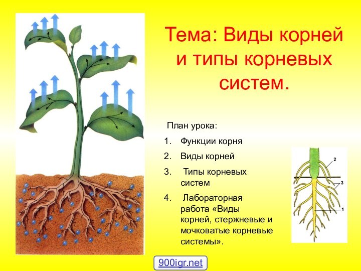 Тема: Виды корней и типы корневых систем.План урока:Функции корняВиды корней Типы корневых