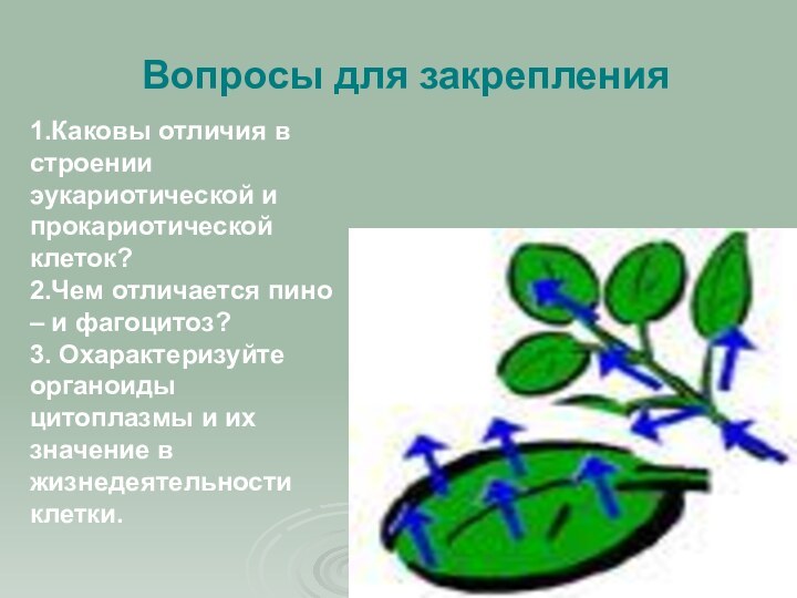 Вопросы для закрепления1.Каковы отличия в строении эукариотической и прокариотической клеток?2.Чем отличается пино