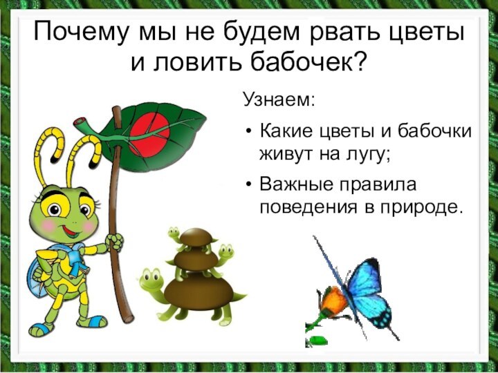 Почему мы не будем рвать цветы и ловить бабочек?Узнаем:Какие цветы и бабочки