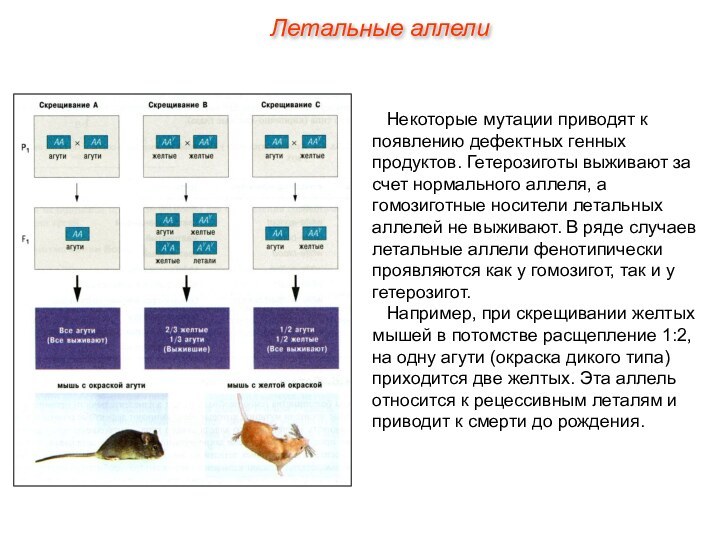 Летальные аллелиНекоторые мутации приводят к появлению дефектных генных продуктов. Гетерозиготы выживают за