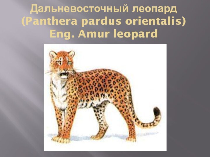 Дальневосточный леопард (Panthera pardus orientalis) Eng. Amur leopard