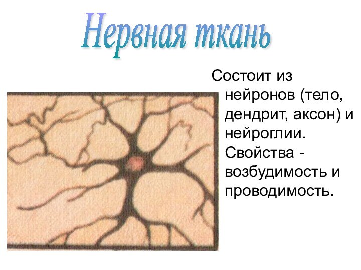 Состоит из нейронов (тело, дендрит, аксон) и нейроглии. Свойства - возбудимость и проводимость.Нервная ткань