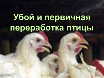 Убой и первичная переработка птицы