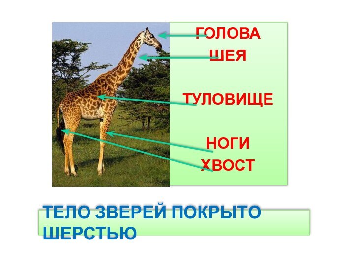 ГОЛОВАШЕЯТУЛОВИЩЕНОГИХВОСТТЕЛО ЗВЕРЕЙ ПОКРЫТО ШЕРСТЬЮ